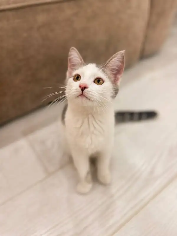 Котик ищет дом - Животные в Казань