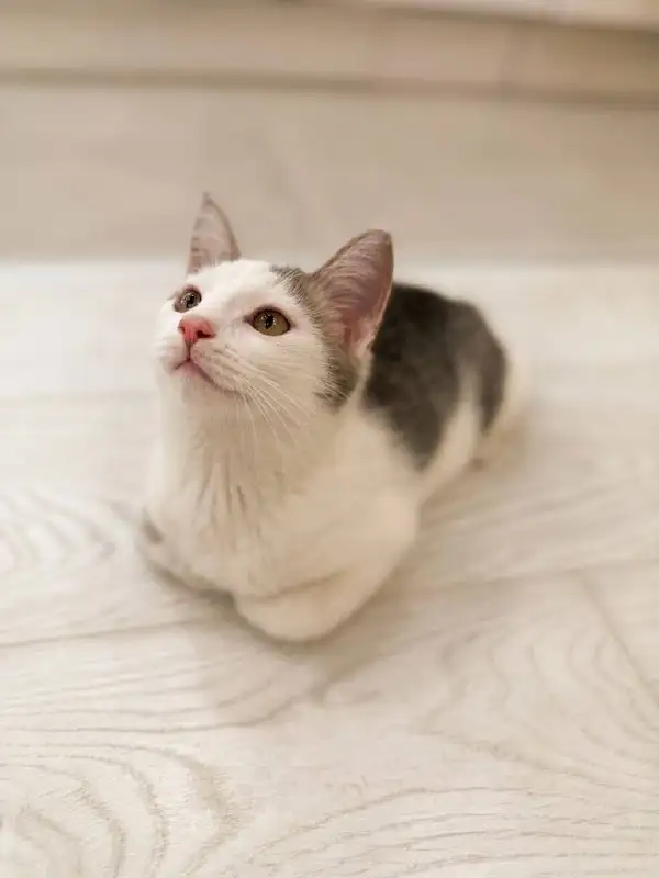 Котик ищет дом - Животные в Казань