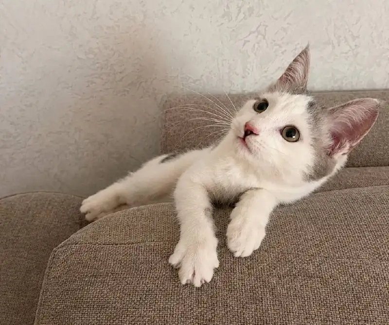 Котик ищет дом - Животные в Казань