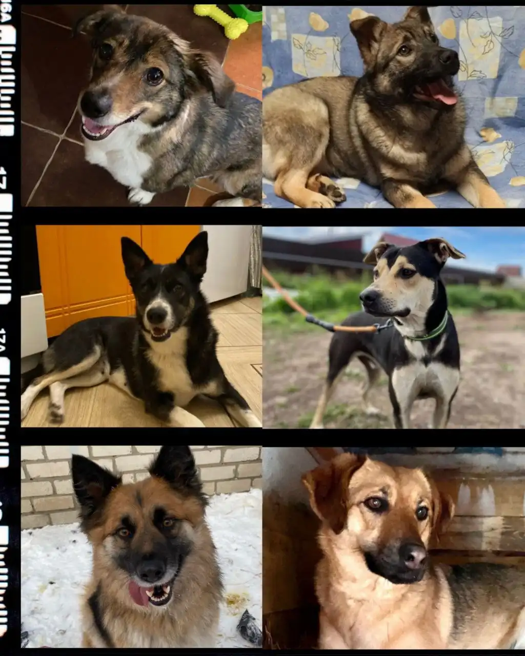 Щенки, подростки и взрослые собаки ждут хозяев