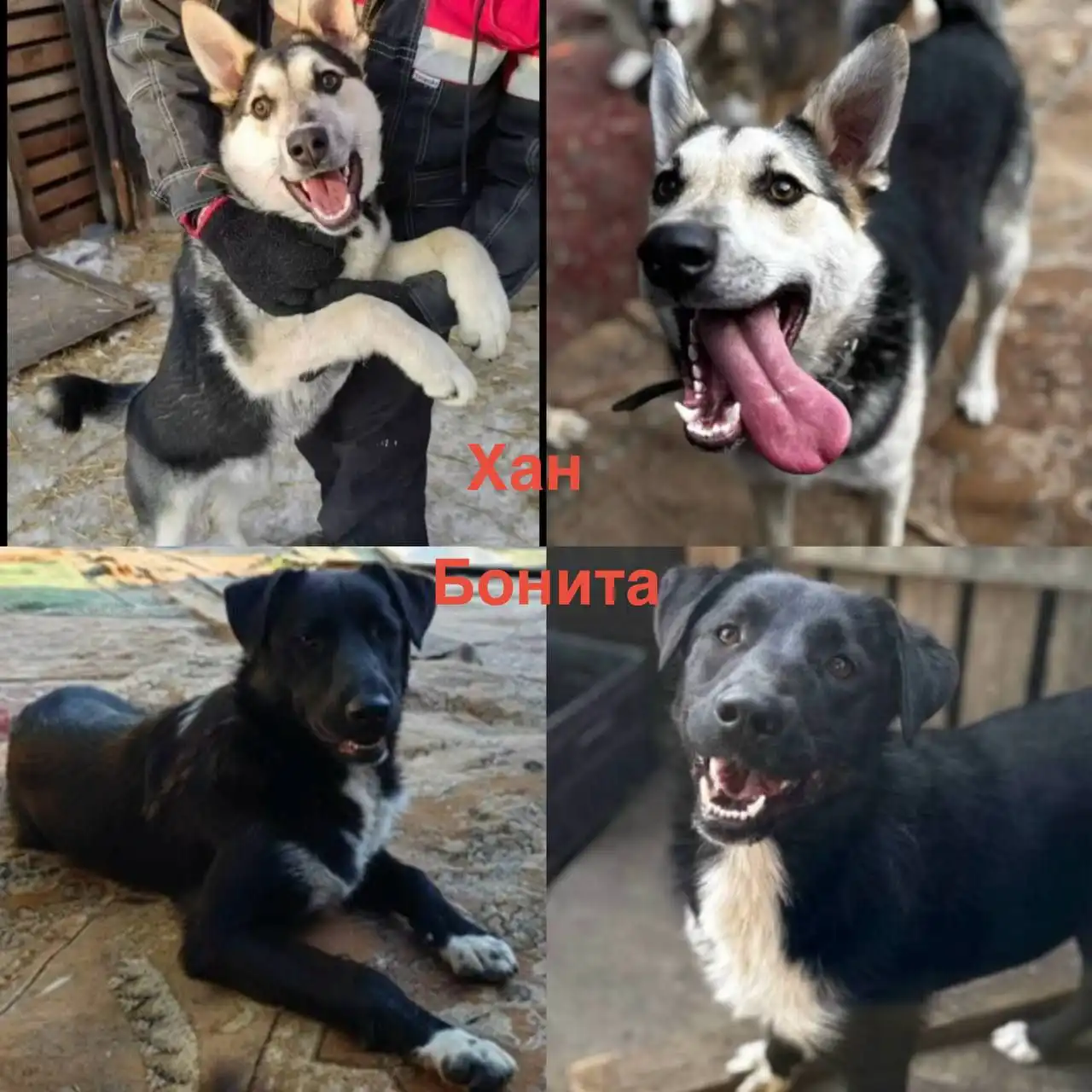 Пристройство спасенных животных Хан и Бонита