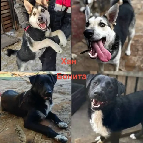 Пристройство спасенных животных Хан и Бонита - частное объявление в Тюмень