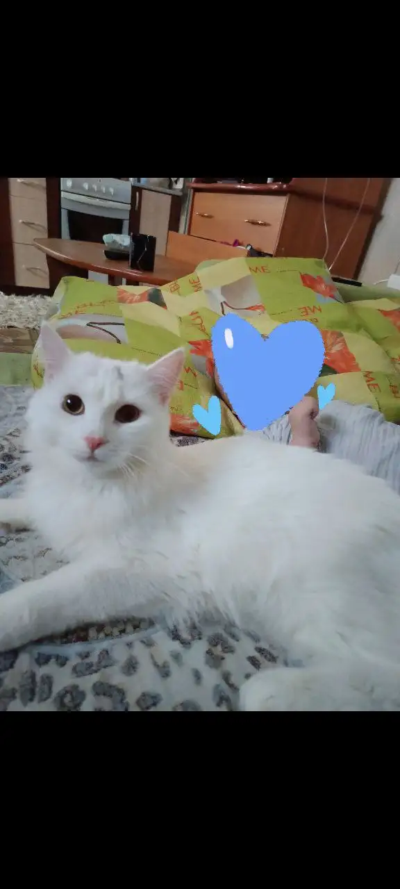 Турецкая ангора в добрые руки в Тюмени - Кошки (Животные) в Тюмень