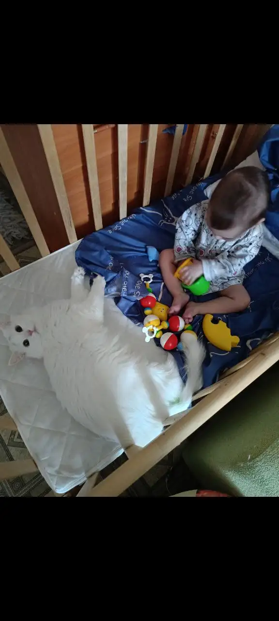 Турецкая ангора в добрые руки в Тюмени - Кошки (Животные) в Тюмень