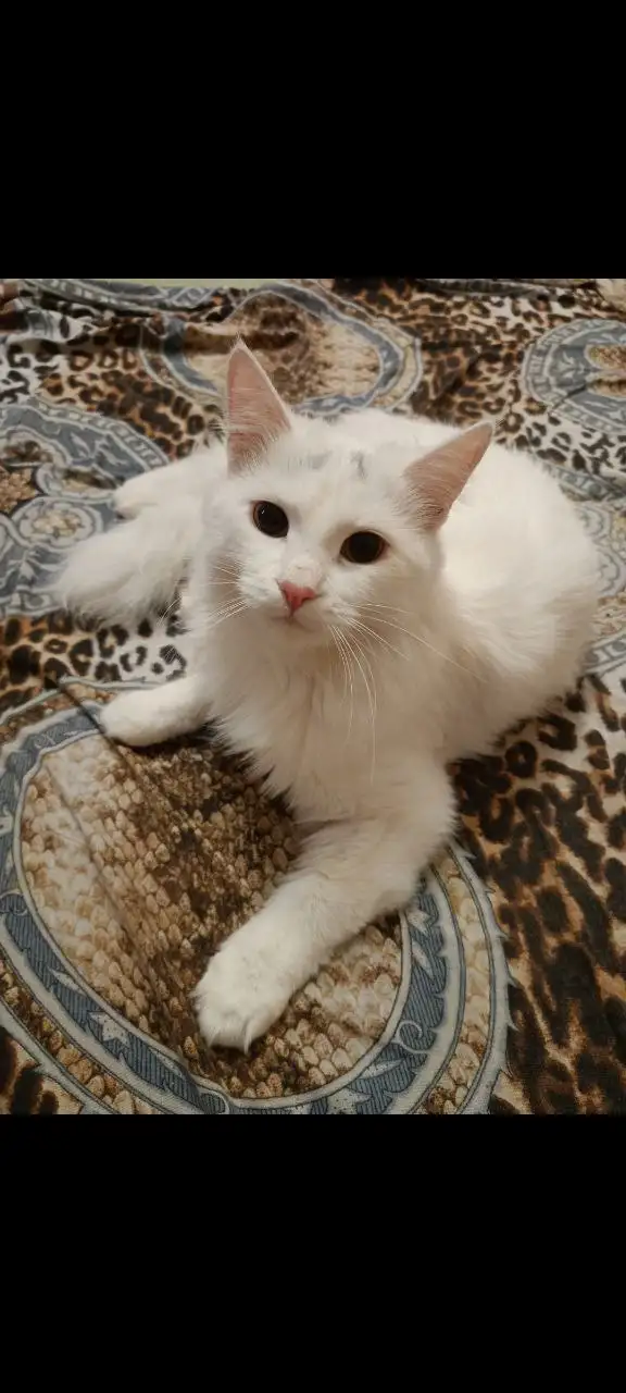 Турецкая ангора в добрые руки в Тюмени - Кошки (Животные) в Тюмень