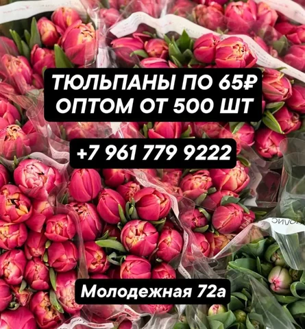 Тюльпаны оптом в Тюмени - Растения/Садоводство в Тюмень