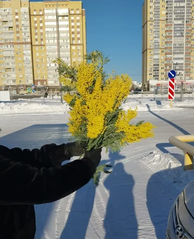 Продажа абхазской мимозы и букетов - Спорттовары в Тюмень