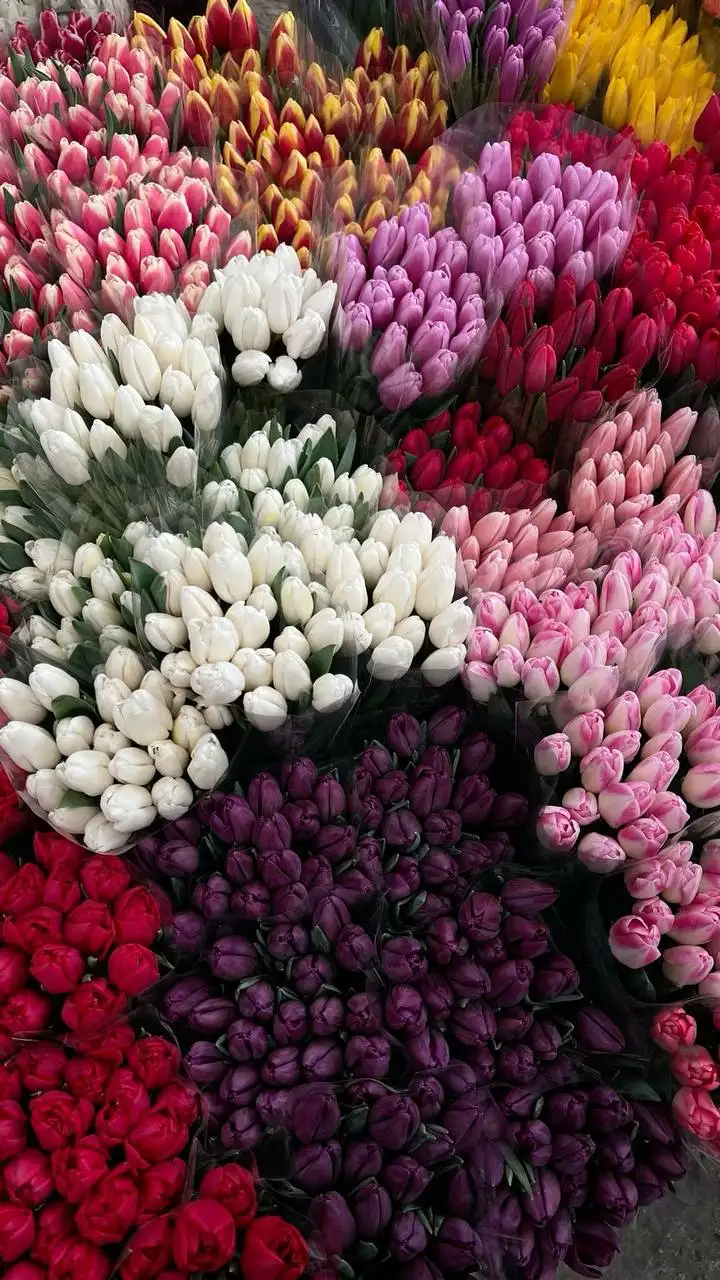 Тюльпаны по 100 рублей - Услуги в Тюмень