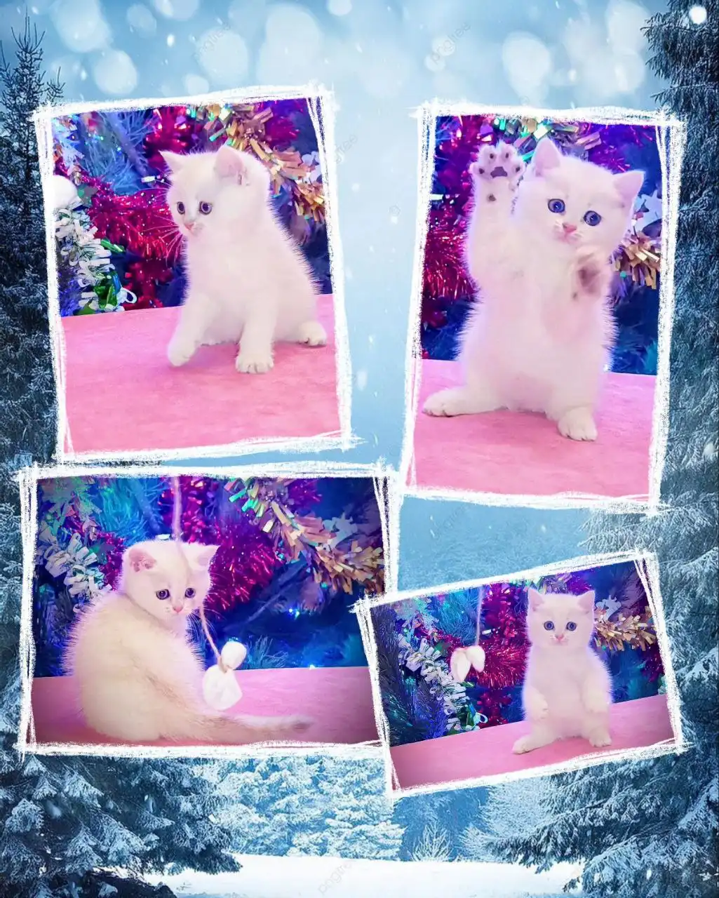 Продажа породистой британской кошечки шиншилла серебро - Кошки (Животные) в Волноваха