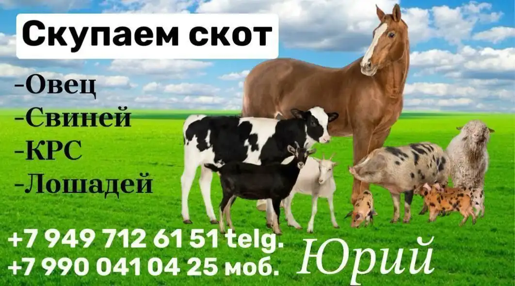 Скупка КРС, свиней, овец в Запорожской и Донецкой областях - Сельскохозяйственные животные (Животные) в Волноваха