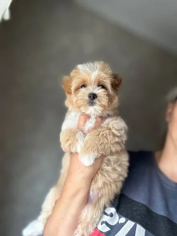 Продажа девочки мальтипу той пуделя - Собаки в Волноваха