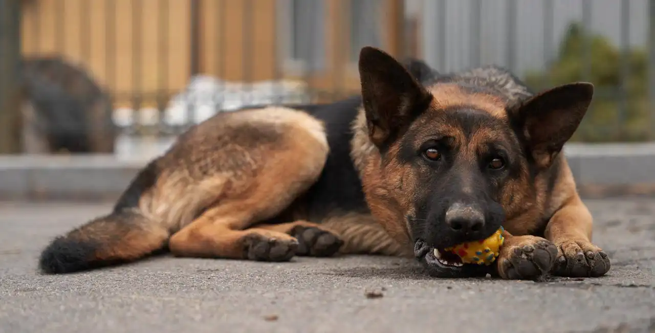 Пропала немецкая овчарка Грета - Собаки (Животные) в Волноваха