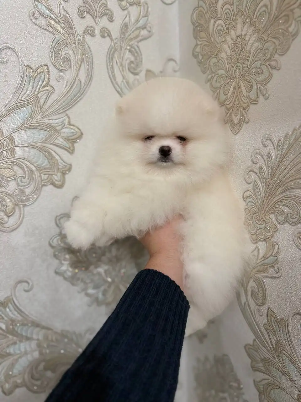 Продаются щенки померанского шпица в мини и микро размере - Собаки (Животные) в Донецк
