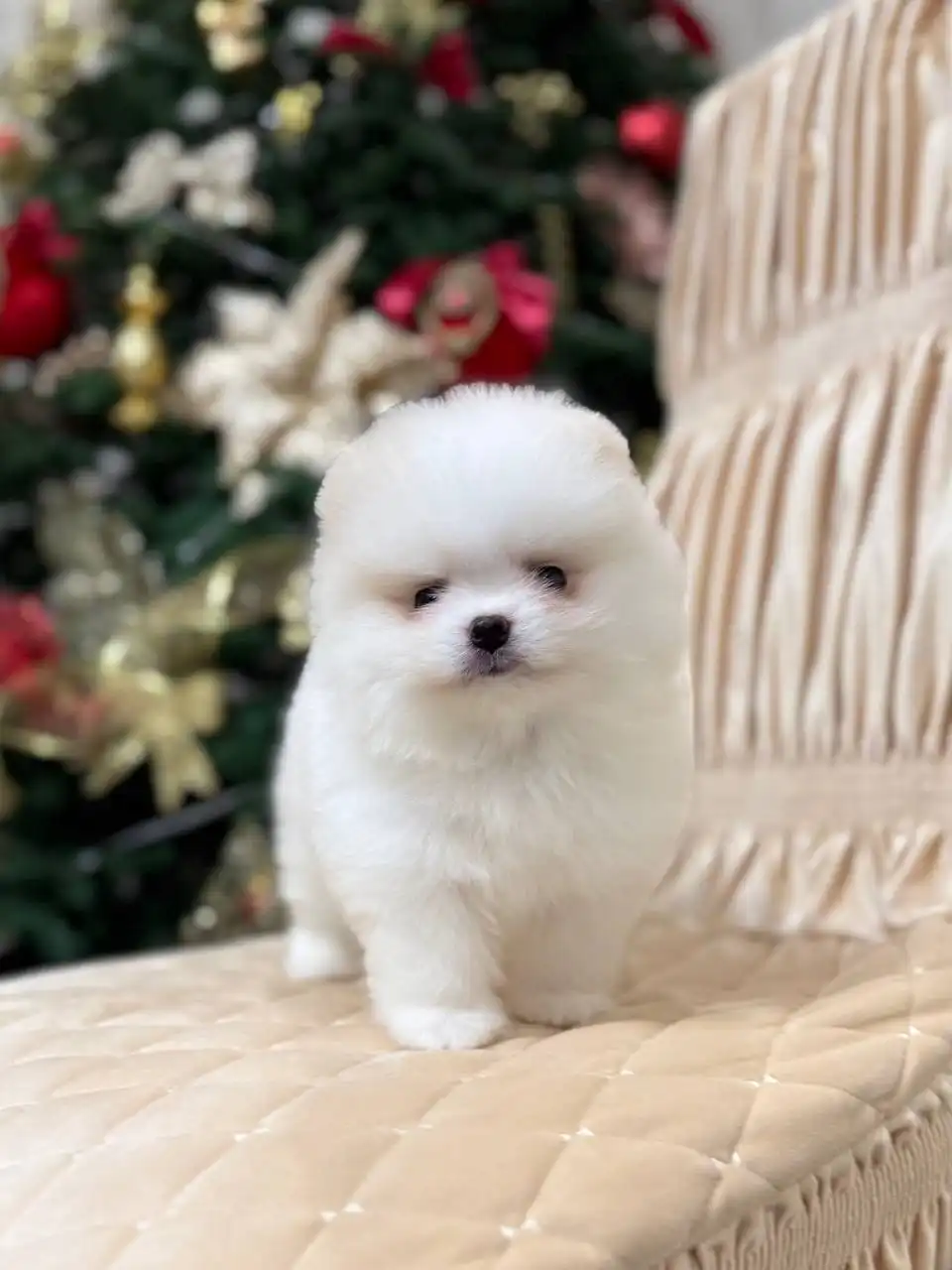 Продаются щенки померанского шпица в мини и микро размере - Собаки (Животные) в Донецк