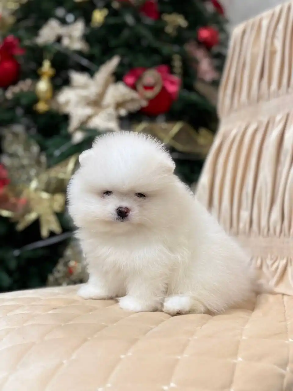 Продаются щенки померанского шпица в мини и микро размере - Собаки (Животные) в Донецк