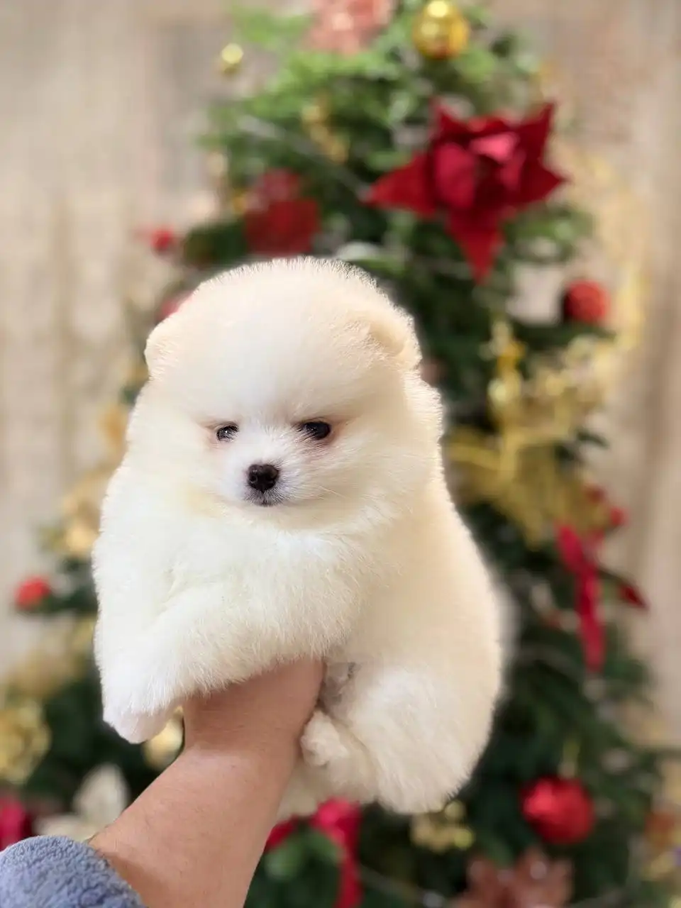 Продаются щенки померанского шпица в мини и микро размере - Собаки (Животные) в Донецк