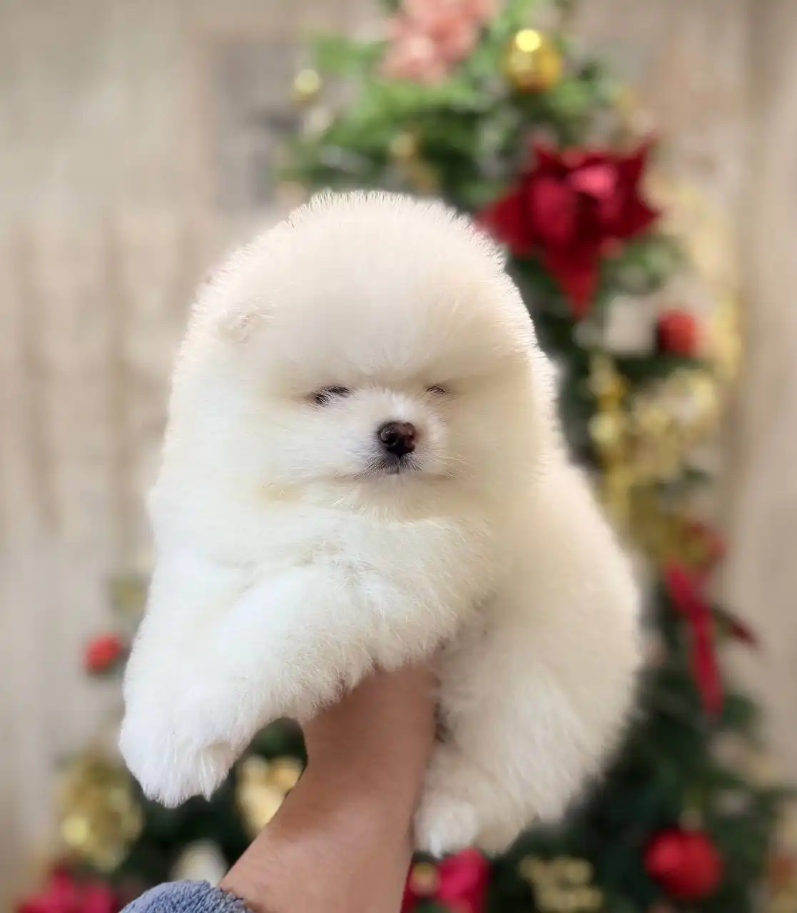 Продаются щенки померанского шпица в мини и микро размере - Собаки (Животные) в Донецк