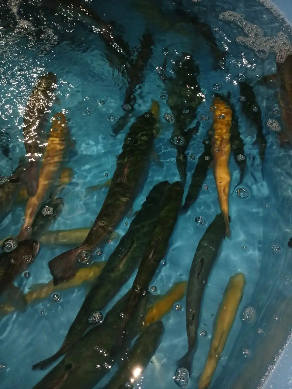 Продажа живой рыбы осетр и форель - Рыбы (Животные) в Волноваха