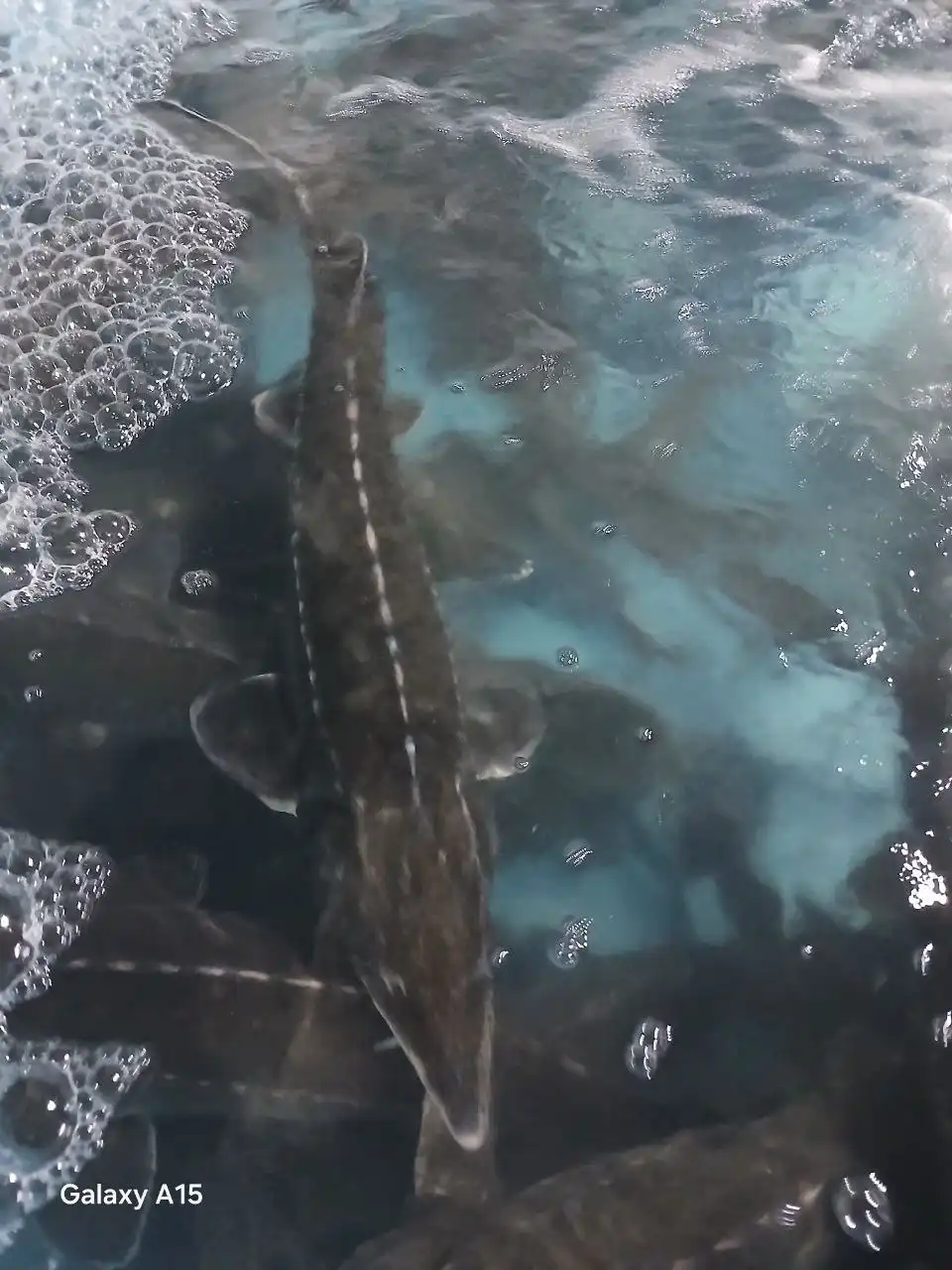 Продажа живой рыбы осетр и форель - Рыбы (Животные) в Волноваха