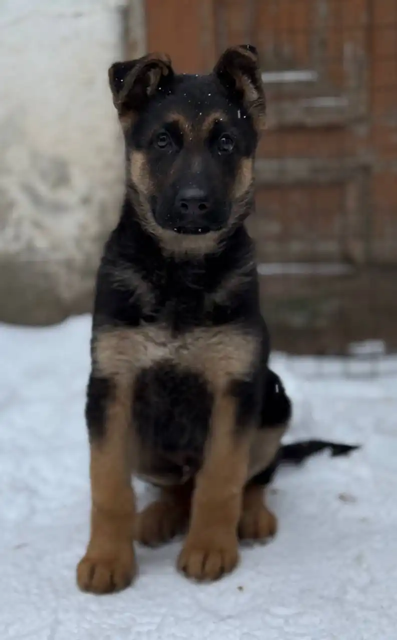 Продается немецкая овчарка чепрачного окраса - Собаки (Животные) в Донецк