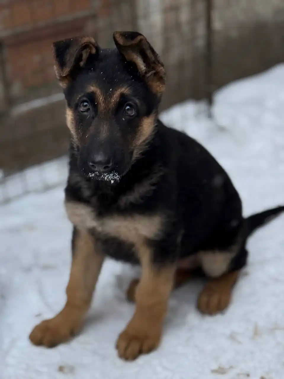 Продается немецкая овчарка чепрачного окраса - Собаки (Животные) в Донецк