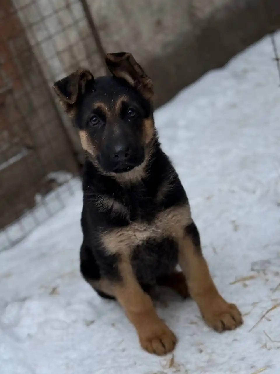 Продается немецкая овчарка чепрачного окраса - Собаки (Животные) в Донецк