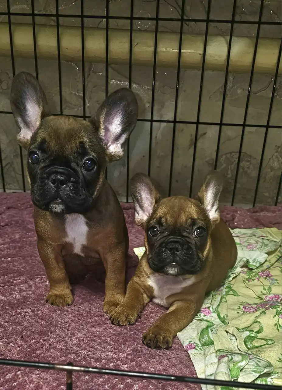 Продажа чистокровных щенков французского бульдога - Собаки (Животные) в Волноваха