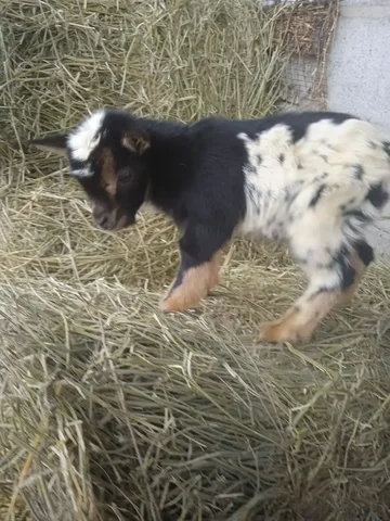 Чистокровный козлик Камерунской породы - Собаки в Мариуполь