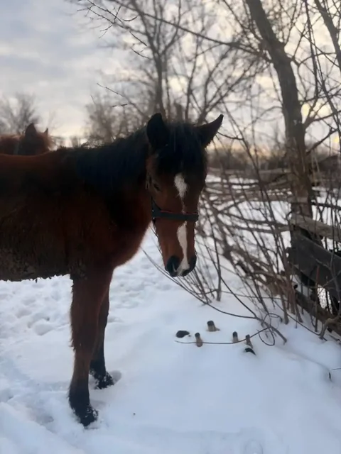 Продажа жеребят в Луганске - частное объявление в Луганск