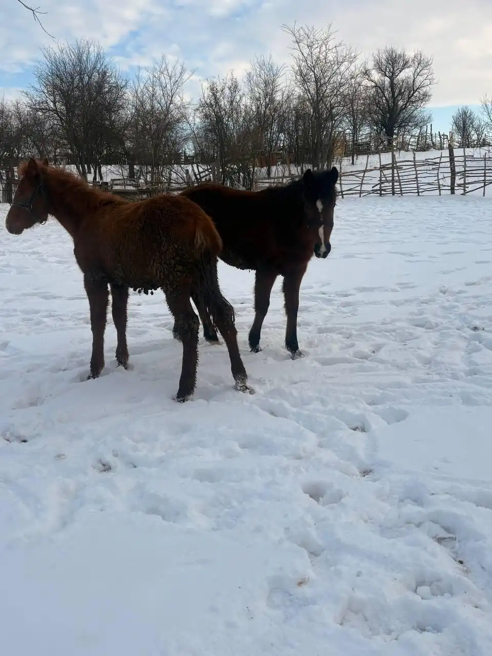 Продажа жеребят в Луганске - Лошади (Животные) в Луганск