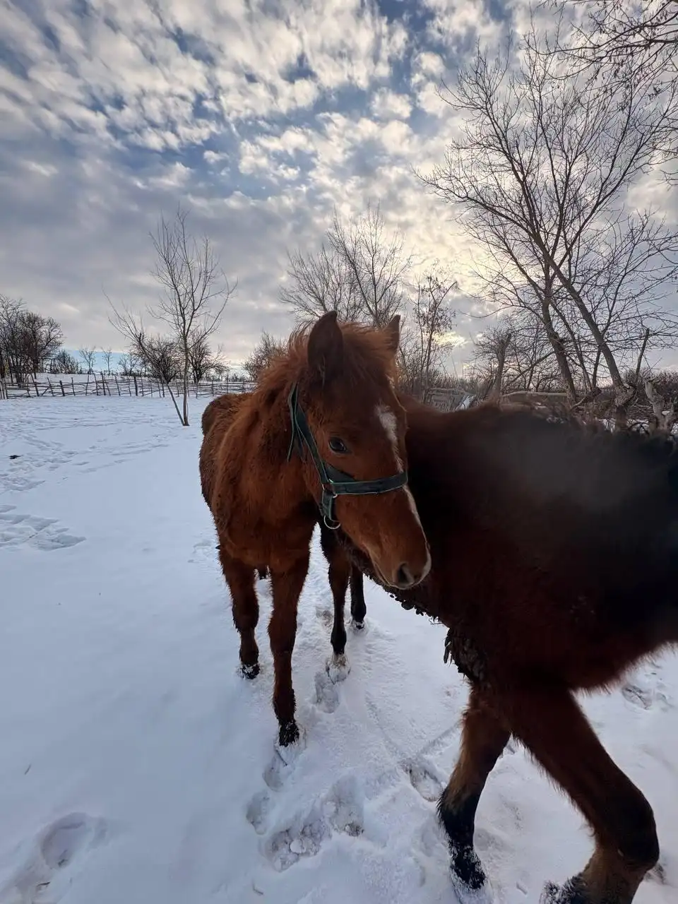 Продажа жеребят в Луганске - Лошади (Животные) в Луганск