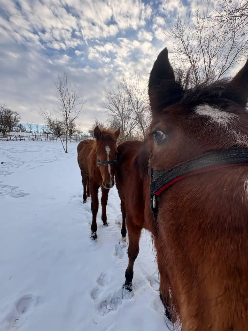 Продажа жеребят в Луганске - Лошади (Животные) в Луганск