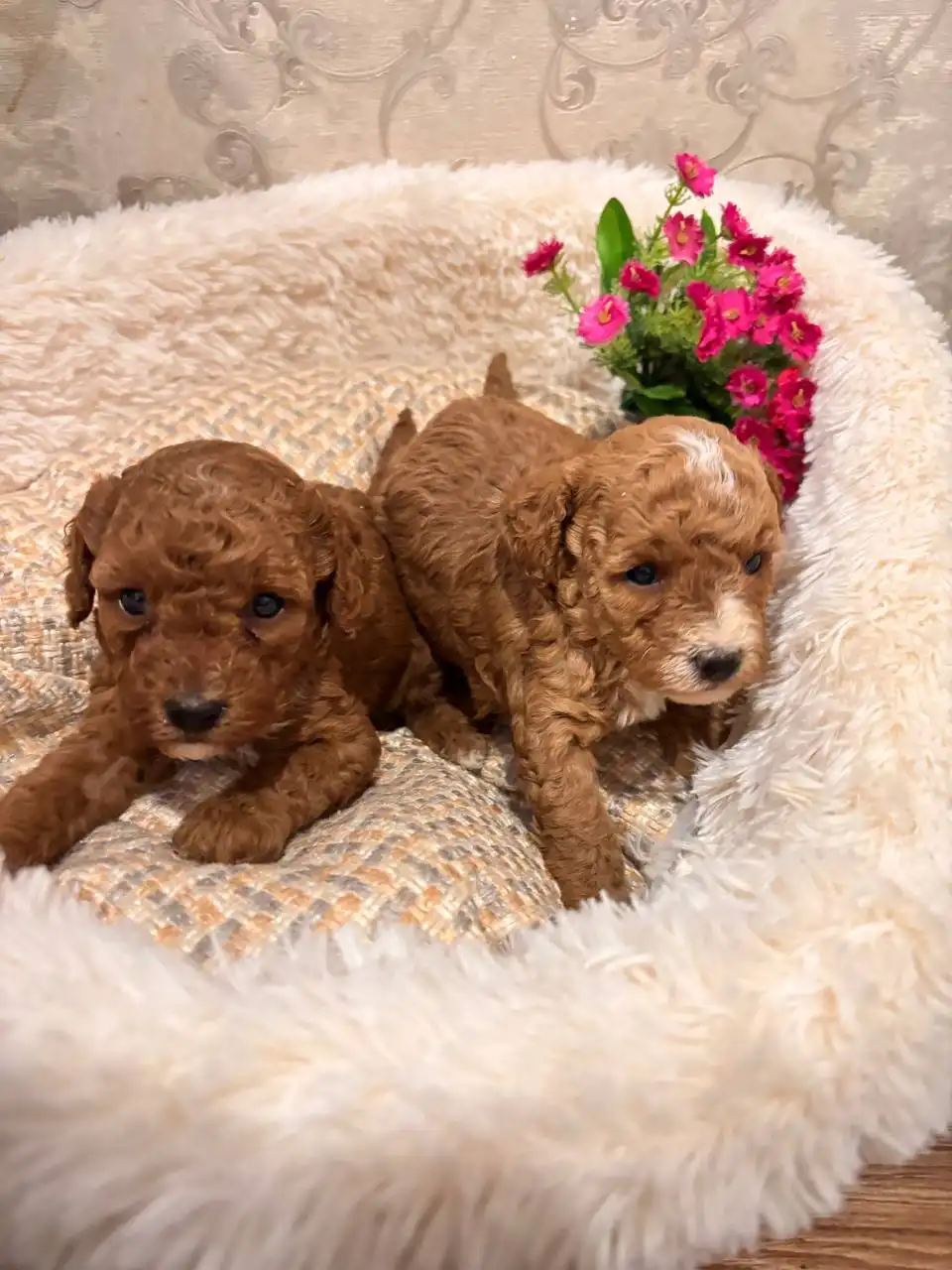 Продажа щенков той-пуделя - Собаки (Животные) в Волноваха