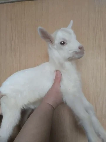 Продажа козлят Зааненской породы - частное объявление в Мариуполь