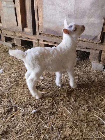 Продажа козлика Зааненской породы - частное объявление в Мариуполь