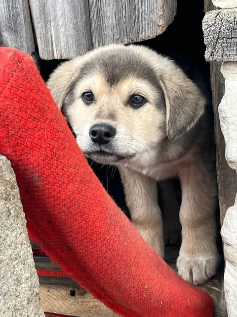 Ищем родителей для двух щенков, оставленных на улице - частное объявление в Волноваха
