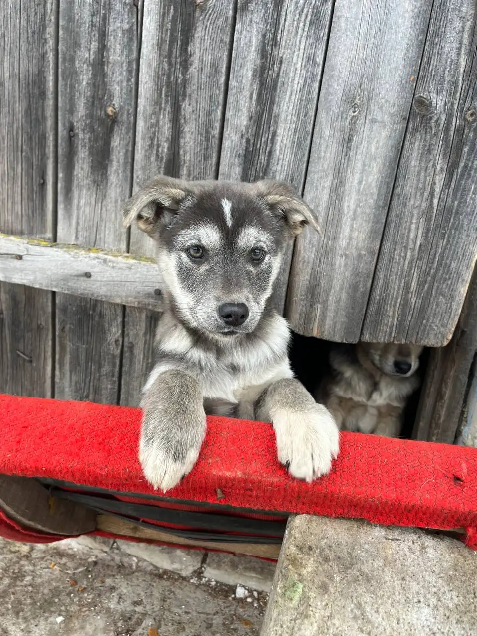 Ищем родителей для двух щенков, оставленных на улице - Собаки (Животные) в Волноваха