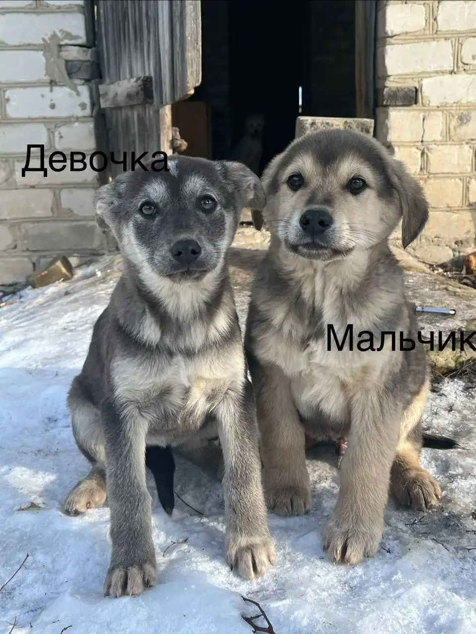 Ищем родителей для двух щенков, оставленных на улице - Собаки (Животные) в Волноваха