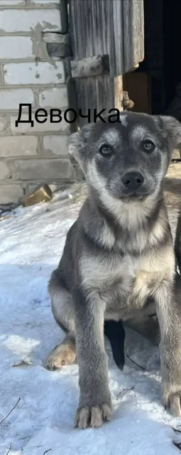 Ищем ответственных родителей для щенка - частное объявление в Волноваха