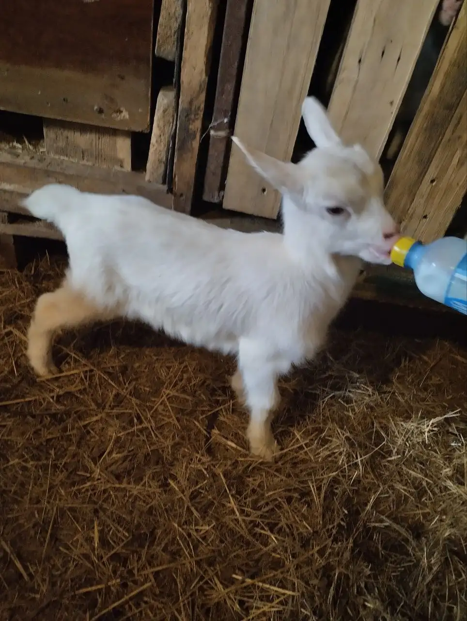 Продажа козлят Зааненской породы - Сельскохозяйственные животные (Животные) в Мариуполь