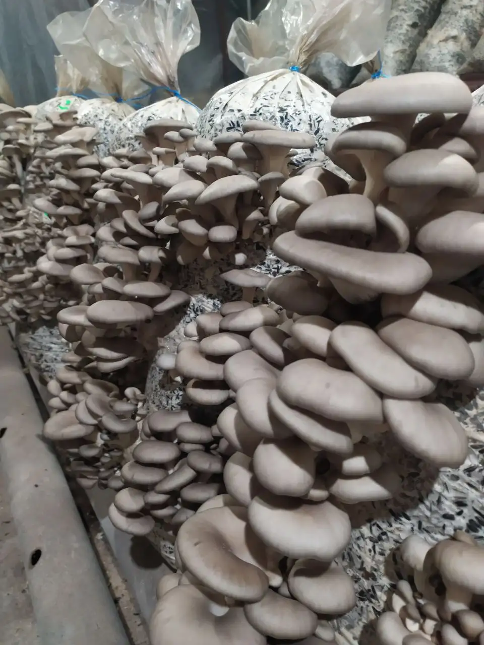 Продажа грибных блоков вешенки - Продукты питания (Барахолка) в Донецк