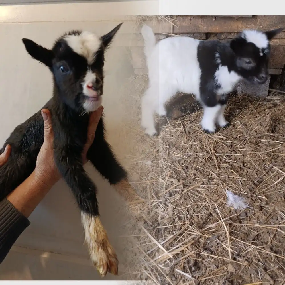 Продажа чистокровного козлика Камерунской породы - Сельскохозяйственные животные (Животные) в Мариуполь