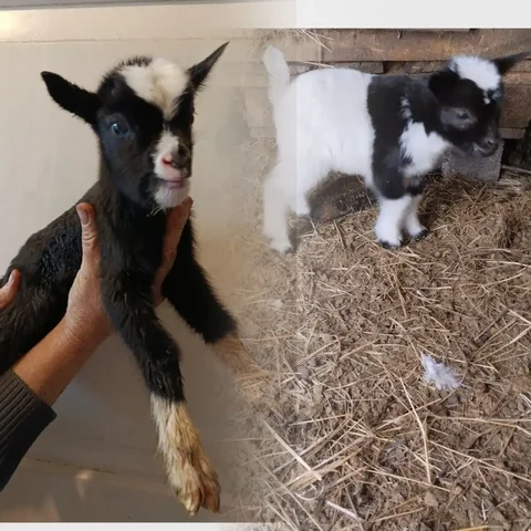 Продажа чистокровного козлика Камерунской породы - частное объявление в Мариуполь