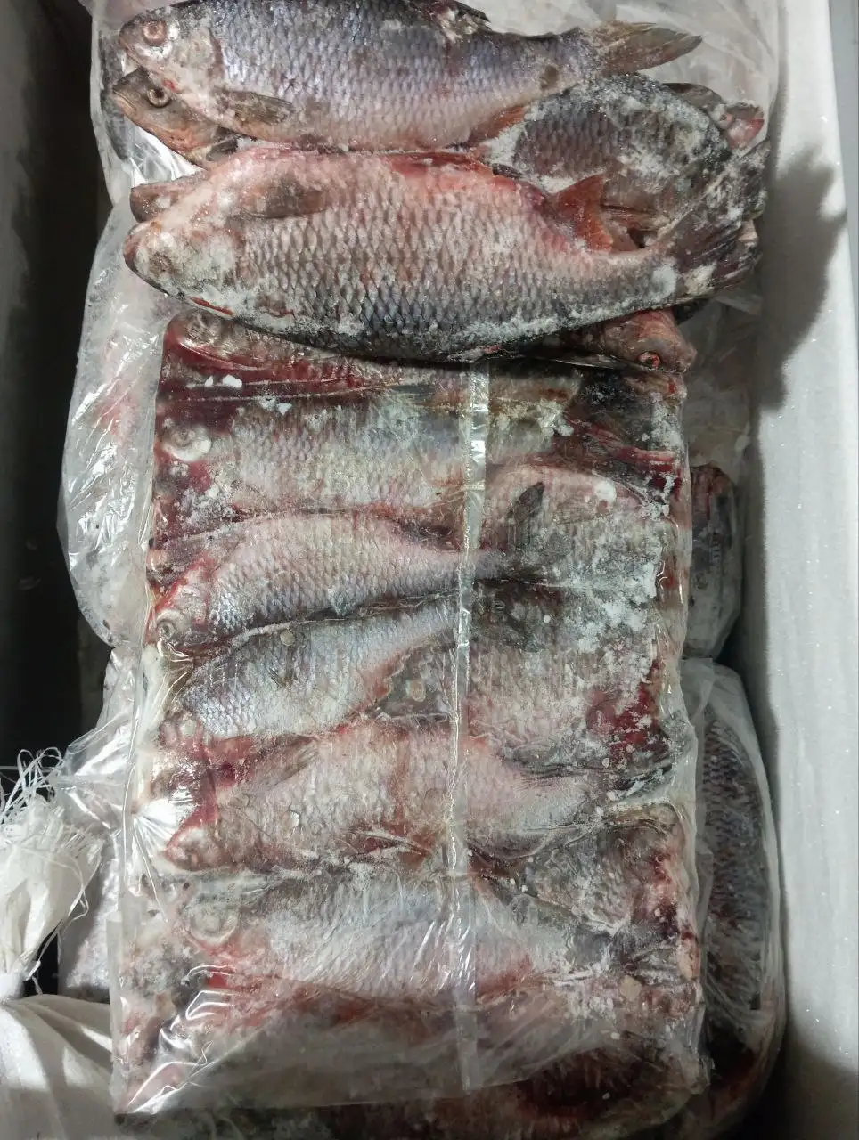 Продажа свежемороженой и вяленой плотвы - Рыба и морепродукты (Барахолка) в Мариуполь