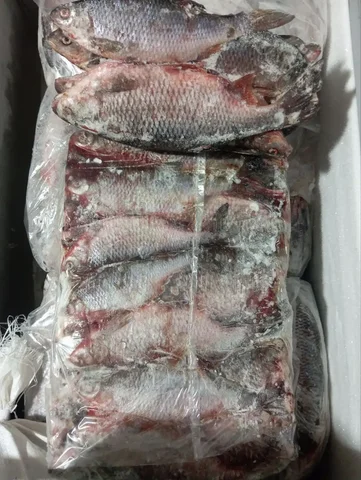 Продажа свежемороженой и вяленой плотвы - Рыба и морепродукты в Мариуполь