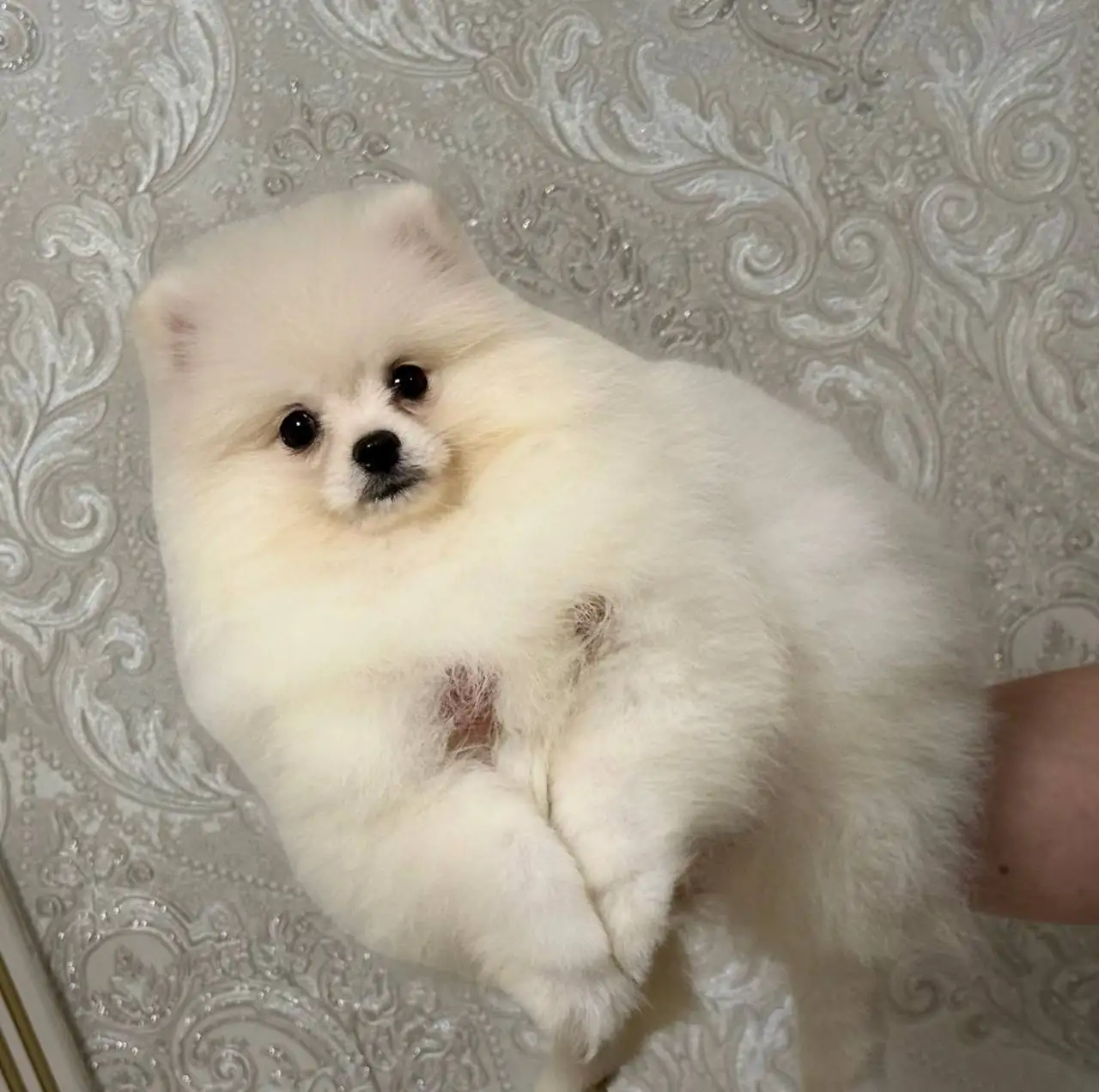 Щенки померанского шпица в медвежьем типе - Собаки (Животные) в Донецк