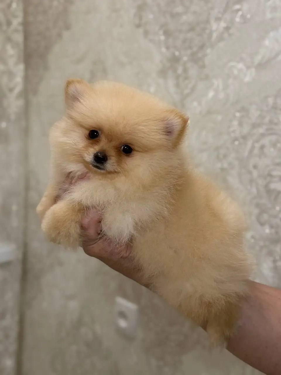 Щенки померанского шпица в медвежьем типе - Собаки (Животные) в Донецк