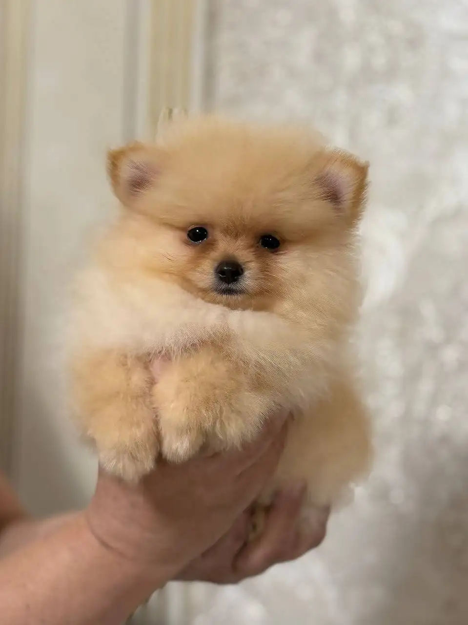 Щенки померанского шпица в медвежьем типе - Собаки (Животные) в Донецк