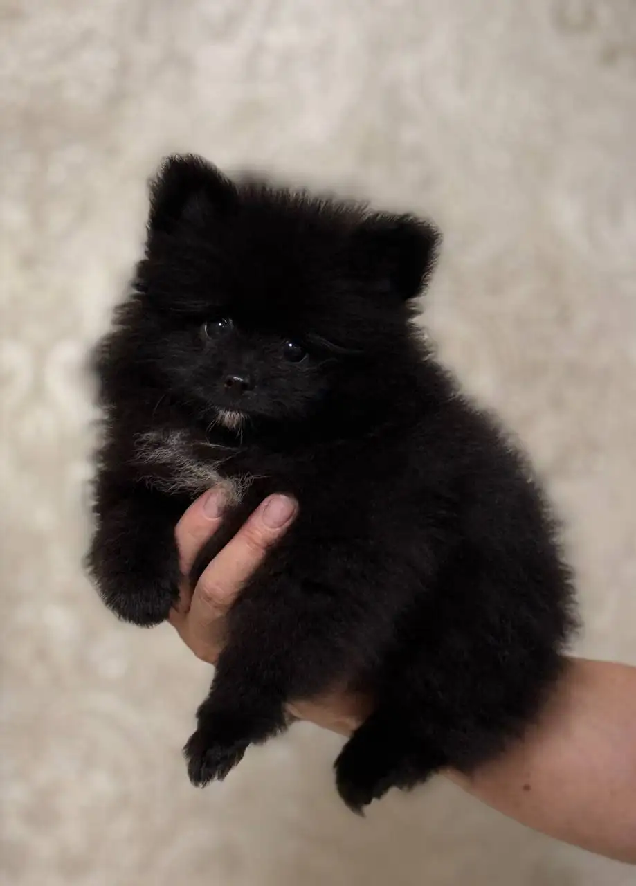 Щенки померанского шпица в медвежьем типе - Собаки (Животные) в Донецк