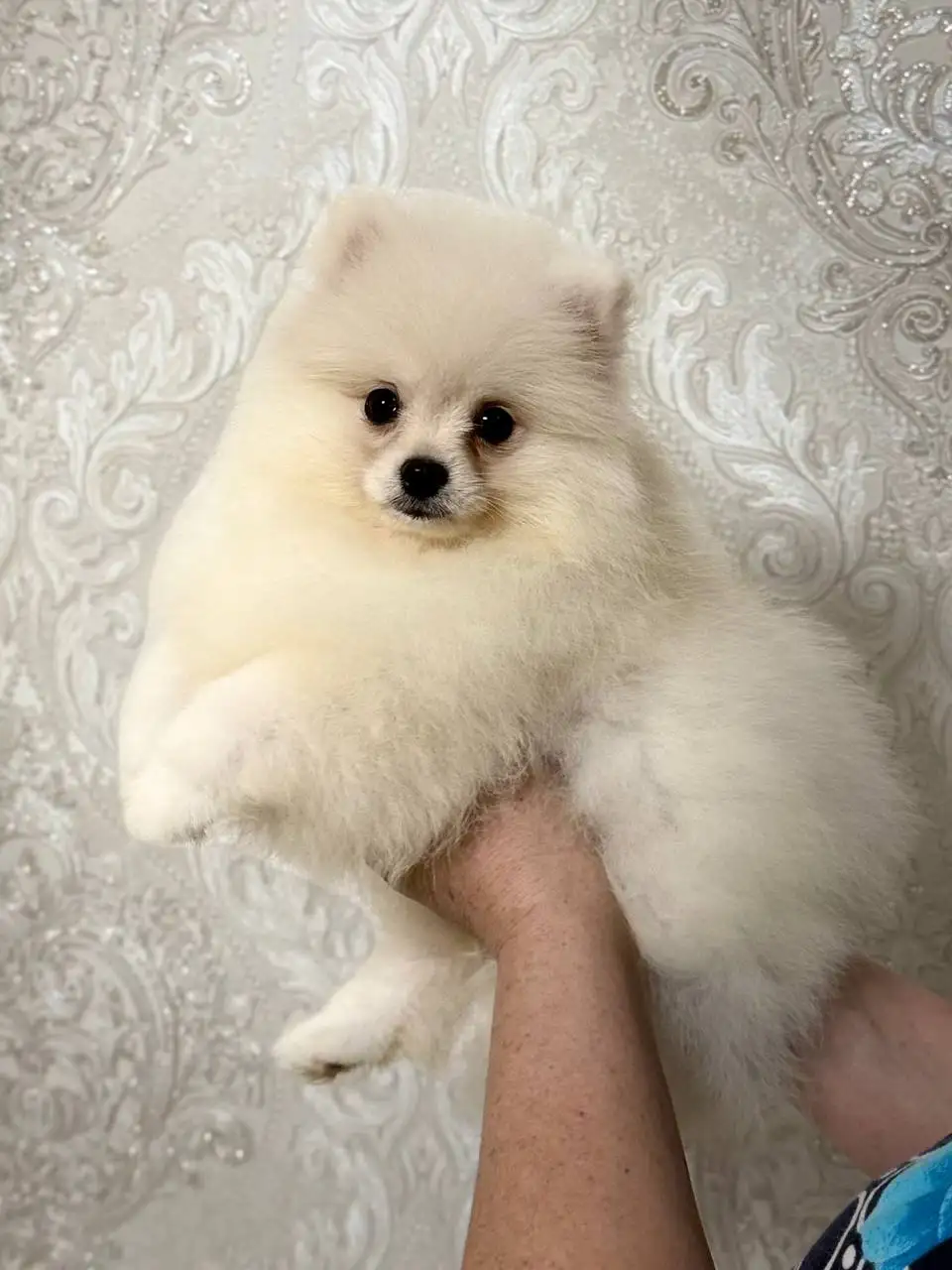 Щенки померанского шпица в медвежьем типе - Собаки (Животные) в Донецк